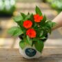 Sunpatiens – Compact Electric Orange – 6.5″ Pot